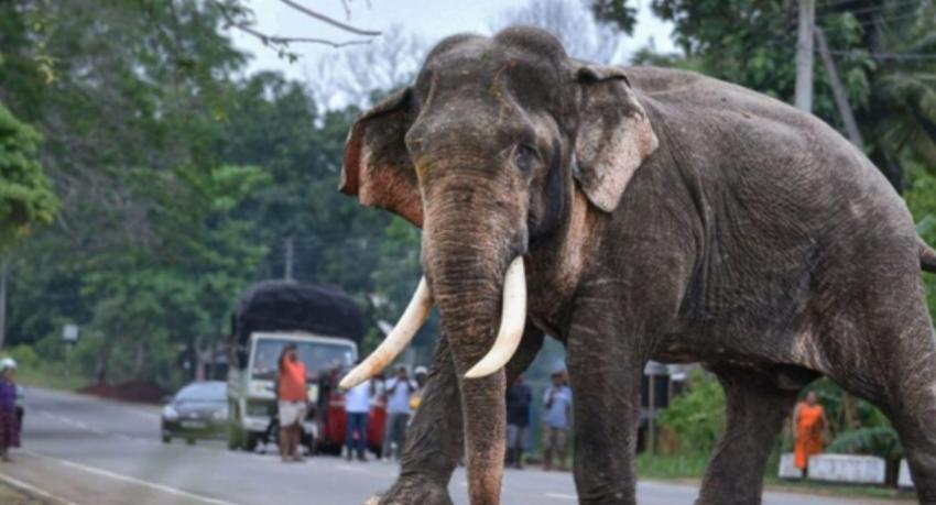 Sri Lanka Mourns the Loss of Tusker Kawantissa